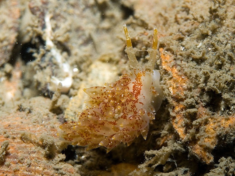 Eubranchus pallidus